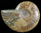Flashy Red Iridescent Ammonite - Wide #66639-1